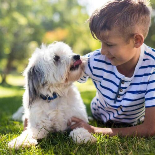 blog-2-1 Dog theft – how to keep your dog safe and the breeds most stolen